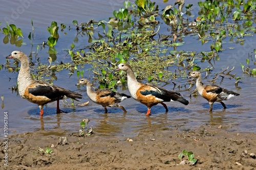 Foto Orinoco Goose, neochen jubata, Pair with Chicks standing in Water, Los Lianos in
