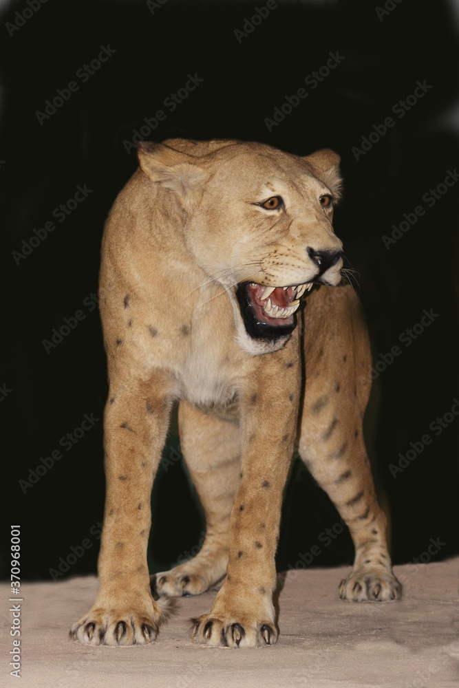 Obraz premium Scimitar Cat, homotherium serum, Sabre-toothed Cat became extinct 10 000 years ago, Museum Exhibit, Beringia Museum, Yukon, Canada