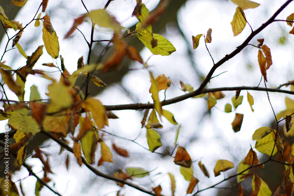 Herbstblätter Herbstblätter
