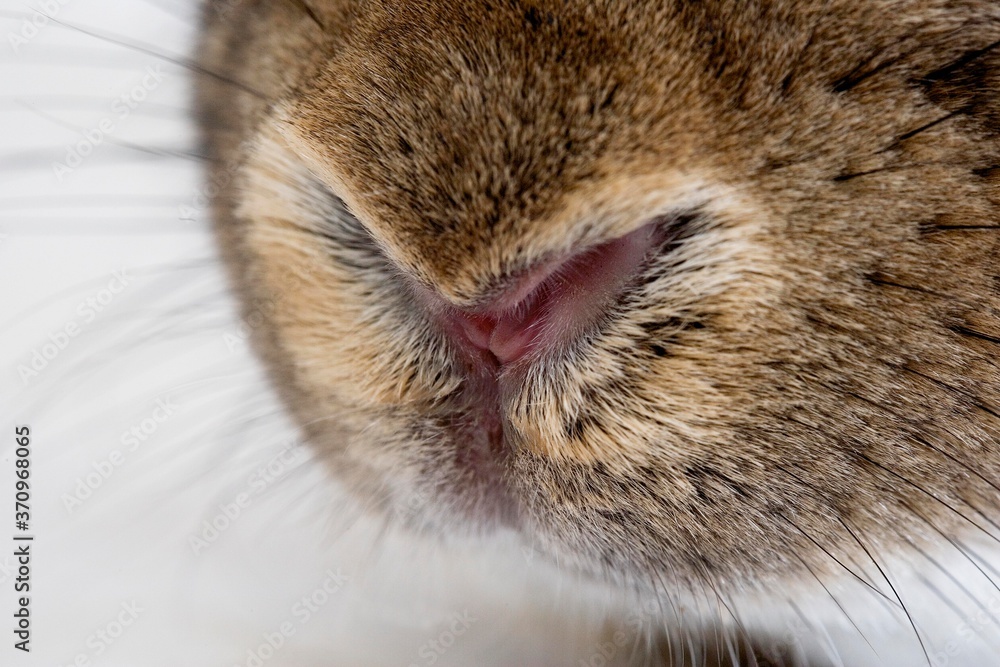 Normandy Domestic Rabbit, Close up of Nose