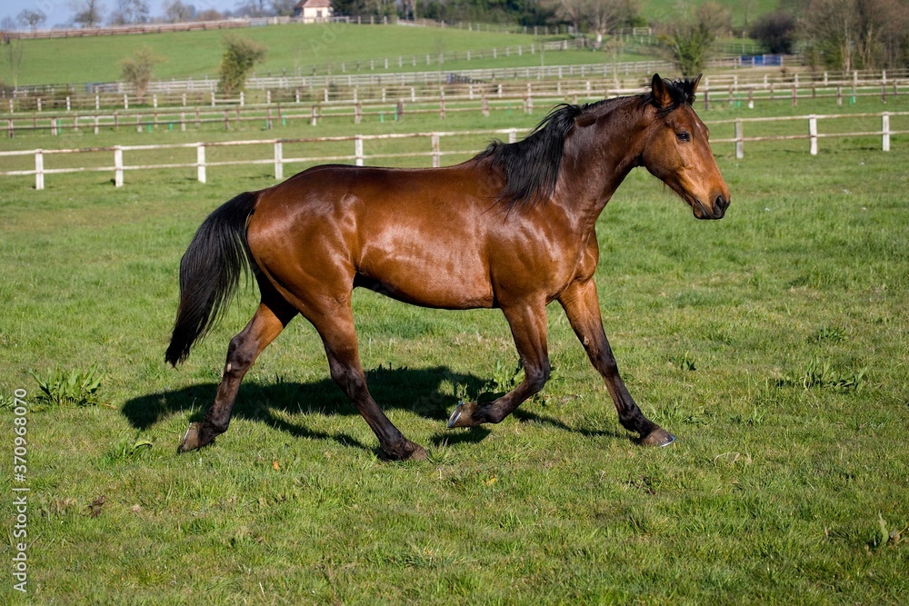 French Trotter Horse, Male standing in Paddock, Normandy French Trotter Horse, Male standing in Paddock, Normandy