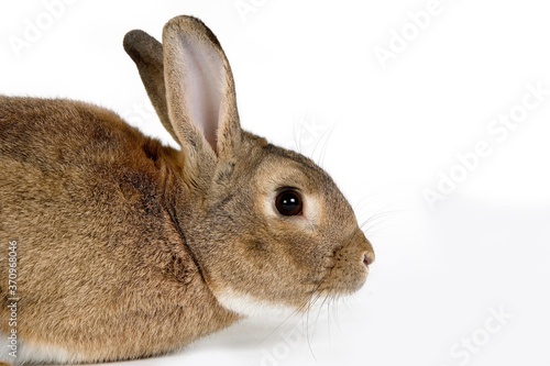 Normandy Domestic Rabbit  Adult standing against White Background
