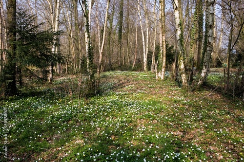 Wood Anemone, anemone nemorosa, Forest in Normandy