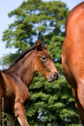 French Trotter Horse  Mare with Foal  Normandy