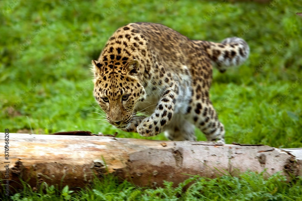 Amur Leopard, panthera pardus orientalis, Adult leaping over Tree Trunk Amur Leopard, panthera pardus orientalis, Adult leaping over Tree Trunk