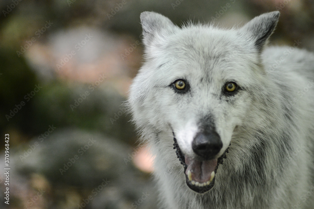 loup louve meute montagne bois foret environnement