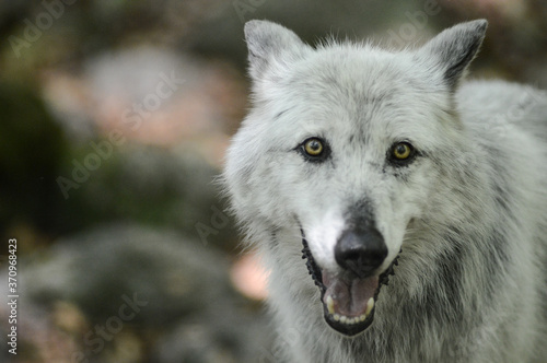 loup louve meute montagne bois foret environnement