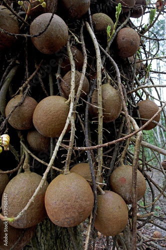 Tarapan Canonball Tree, couroupita guianensis, Irinoco Delta in Venezuela photo
