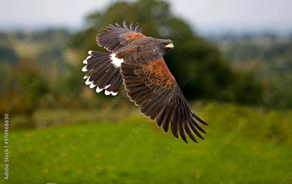 Obraz premium Harris Hawk, parabuteo unicinctus, Adult in Flight