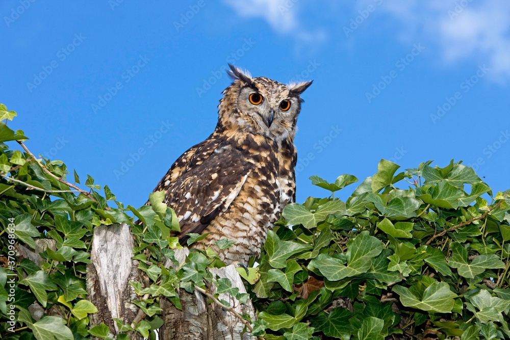 Cape Eagle Owl, bubo capensis, Adult standing on Top of Tree Cape Eagle Owl, bubo capensis, Adult standing on Top of Tree