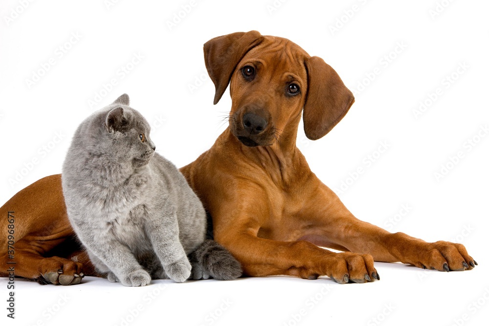 Lilac British Shorthair Male Domestic Cat and Rhodesian Ridgeback, 3 Months old Pup