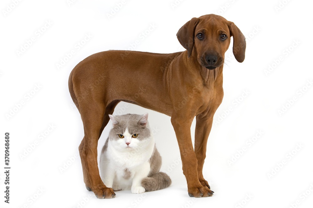 Lilac and White British Shorthair Male Domestic Cat and Rhodesian Ridgeback, 3 Months old Pup