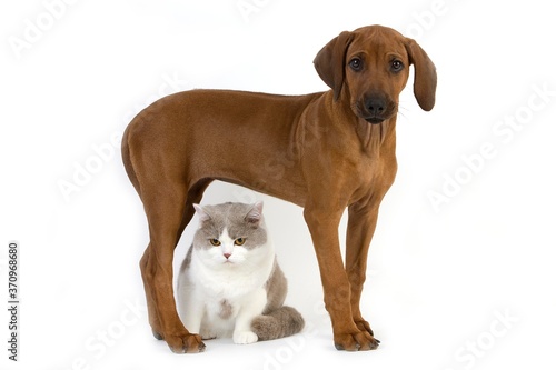 Lilac and White British Shorthair Male Domestic Cat and Rhodesian Ridgeback  3 Months old Pup