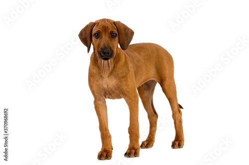 Rhodesian Ridgeback, 3 Months old Pup against White Background © slowmotiongli