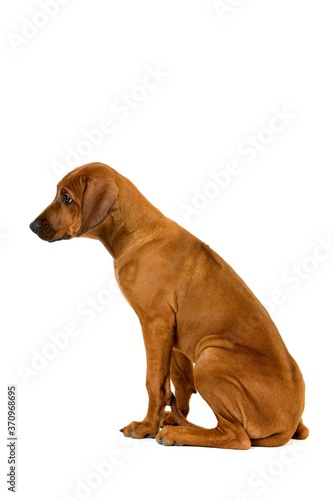 Rhodesian Ridgeback  3 Months old Pup sitting against White Background