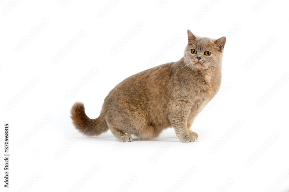 Lilac Cream British Shorthair Domestic Cat, Female standing against White Background Lilac Cream British Shorthair Domestic Cat, Female standing against White Background