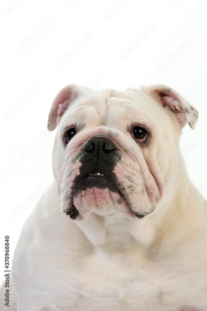 English Bulldog, Portrait of Female standing against White Background