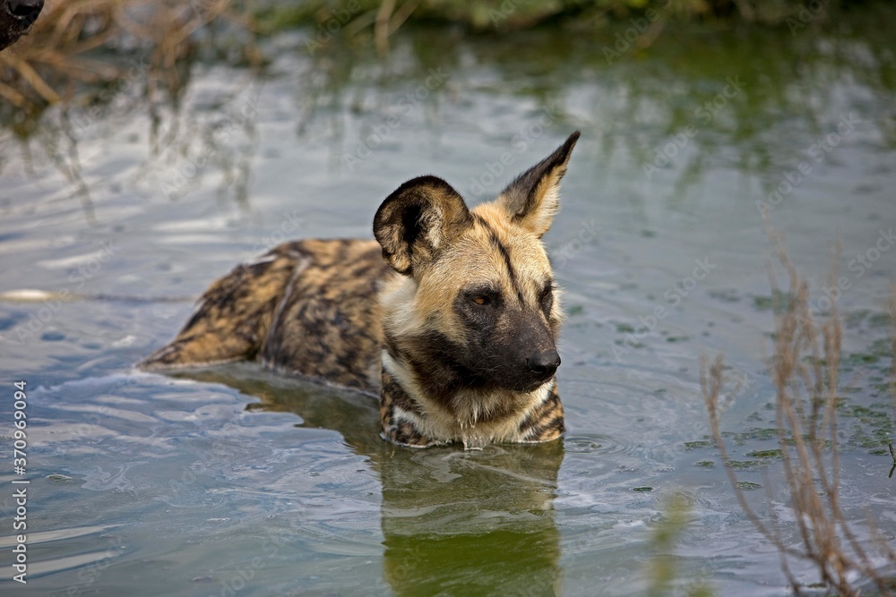 African Wild Dog, lycaon pictus, Adult standing in Water Hole, Namibia African Wild Dog, lycaon pictus, Adult standing in Water Hole, Namibia
