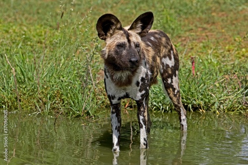 African Wild Dog, lycaon pictus, Adult standing in Water Hole, Namibia © slowmotiongli