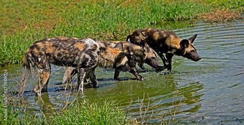 African Wild Dog, lycaon pictus, Group standing in Water Hole, Namibia