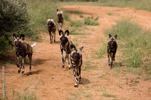 African Wild Dog, lycaon pictus, Pack walking on Track, Namibia