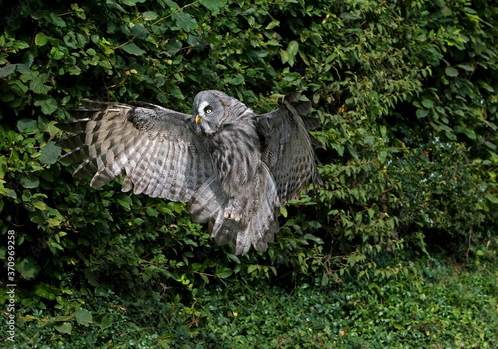 Fototapeta premium Great Grey Owl, strix nebulosa, Adult in Flight