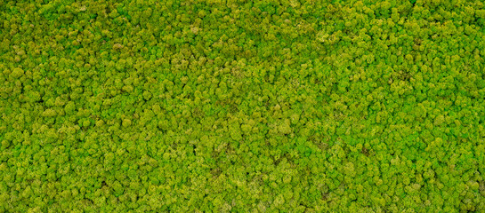 green moss background texture Wallpaper