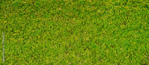 Obraz na plátně green moss background texture Wallpaper