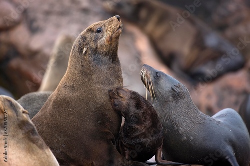 South African Fur Seal, arctocephalus pusillus, Females with Pup, Cape Cross in Namibia