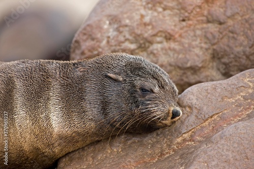 South African Fur Seal, arctocephalus pusillus, Female sleeping, Cape Cross in Namibia