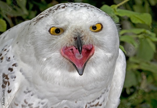 Snowy Owl, nyctea scandiaca, Portrait of Adult with Open Beak, Calling photo