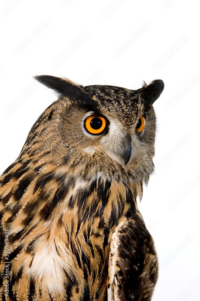 Fototapeta premium European Eagle Owl, asio otus, Adult