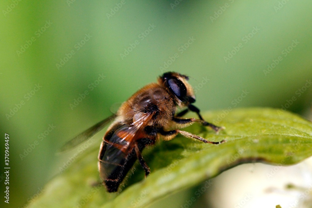Fly standing on Leaf, Normandy Fly standing on Leaf, Normandy