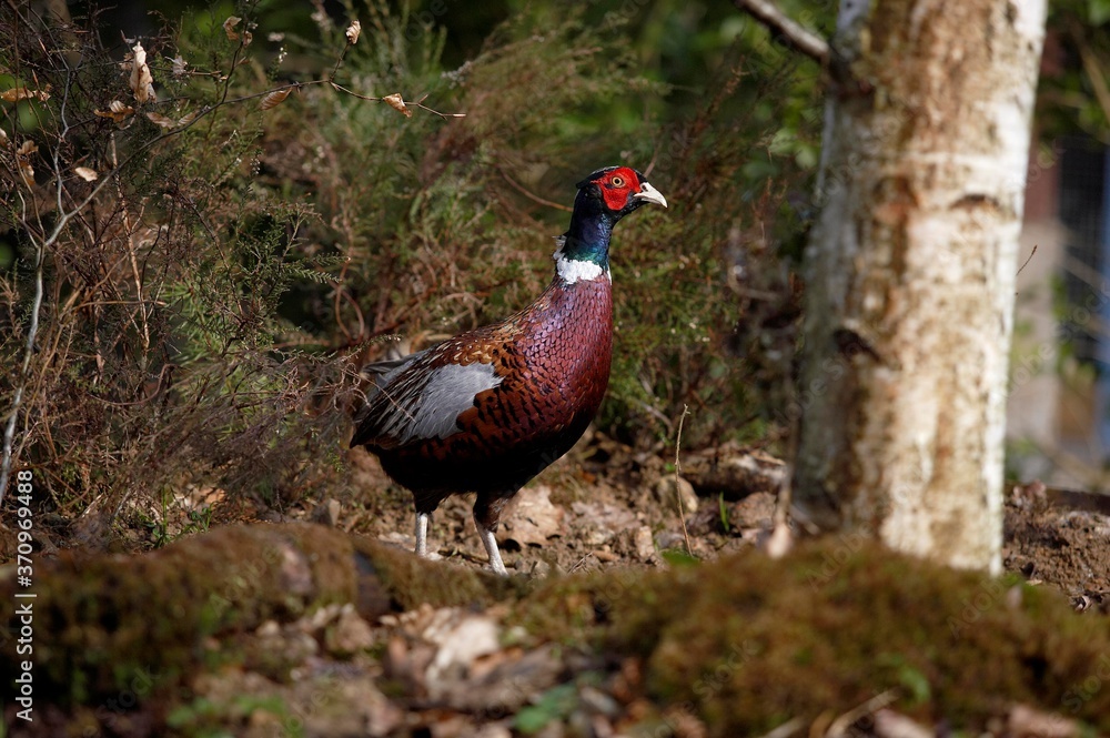 Common Pheasant, phasianus colchicus, Male with Beautifull Colors, Normandy Common Pheasant, phasianus colchicus, Male with Beautifull Colors, Normandy