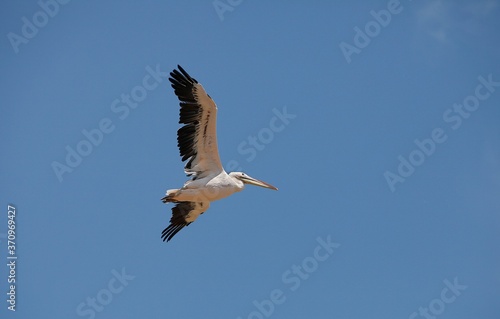 Great White Pelican  pelecanus onocrotalus  Adult in Flight against Blue Sky