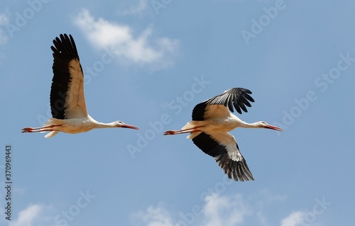 White Stork, ciconia ciconia, Adults in flight