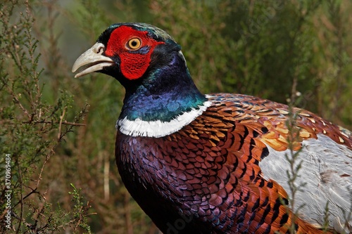 Common Pheasant, phasianus colchicus, Male with Beautifull Colors, Normandy