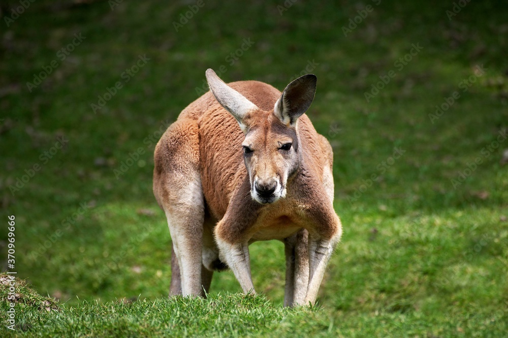 Red Kangaroo, macropus rufus, Adult standing on Grass Red Kangaroo, macropus rufus, Adult standing on Grass