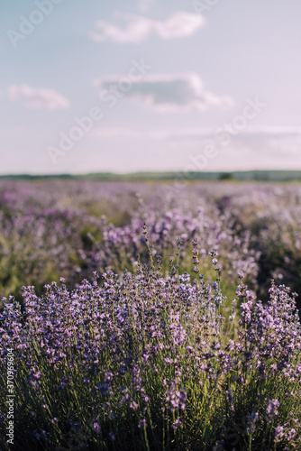 Blooming rows of lavender field at sunset