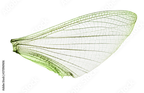 The cut out single wing of an insect as a close-up with fine ramifications and structures.