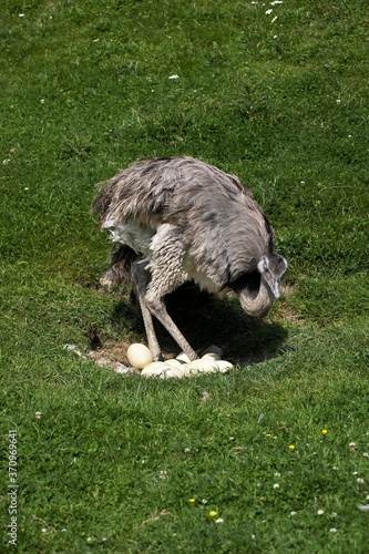 American Rhea, rhea americana, Adult sitting on Eggs in Nest photo