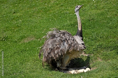 American Rhea, rhea americana, Adult sitting on Eggs in Nest photo