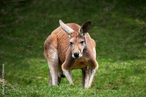 Fototapeta Naklejka Na Ścianę i Meble -  Red Kangaroo, macropus rufus, Adult standing on Grass