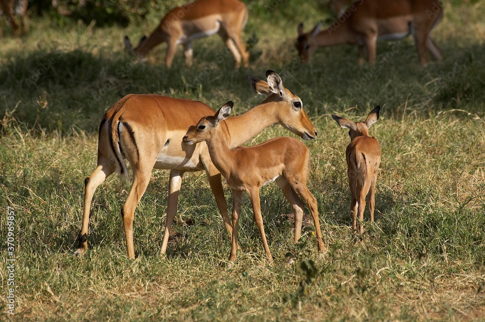 Naklejka premium Impala, aepyceros melampus, Female with Young, Masai Mara park in Kenya