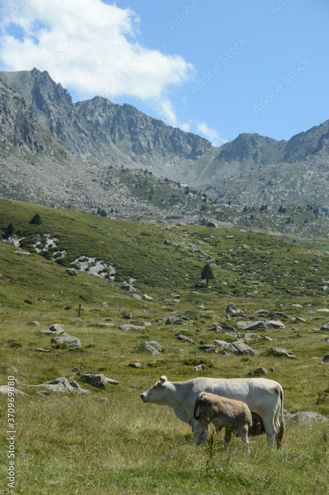 Fototapeta premium vache elevage troupeau agriculture paturage montagne