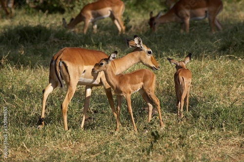 Impala, aepyceros melampus, Female with Young, Masai Mara park in Kenya © slowmotiongli