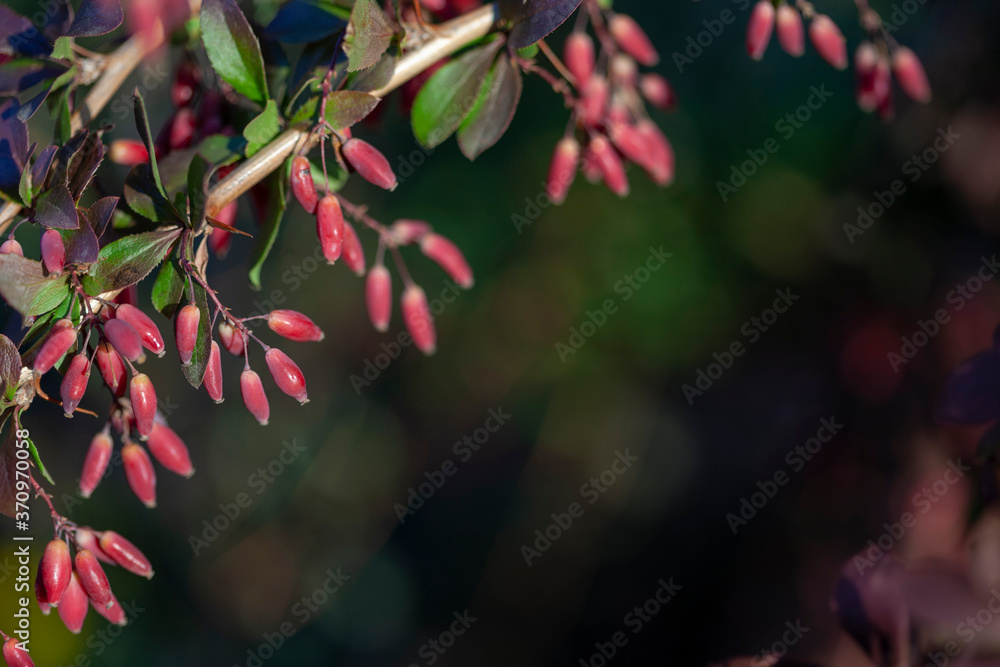 Sprigs of barberry with leaves and berries. Sprigs of barberry with leaves and berries.
