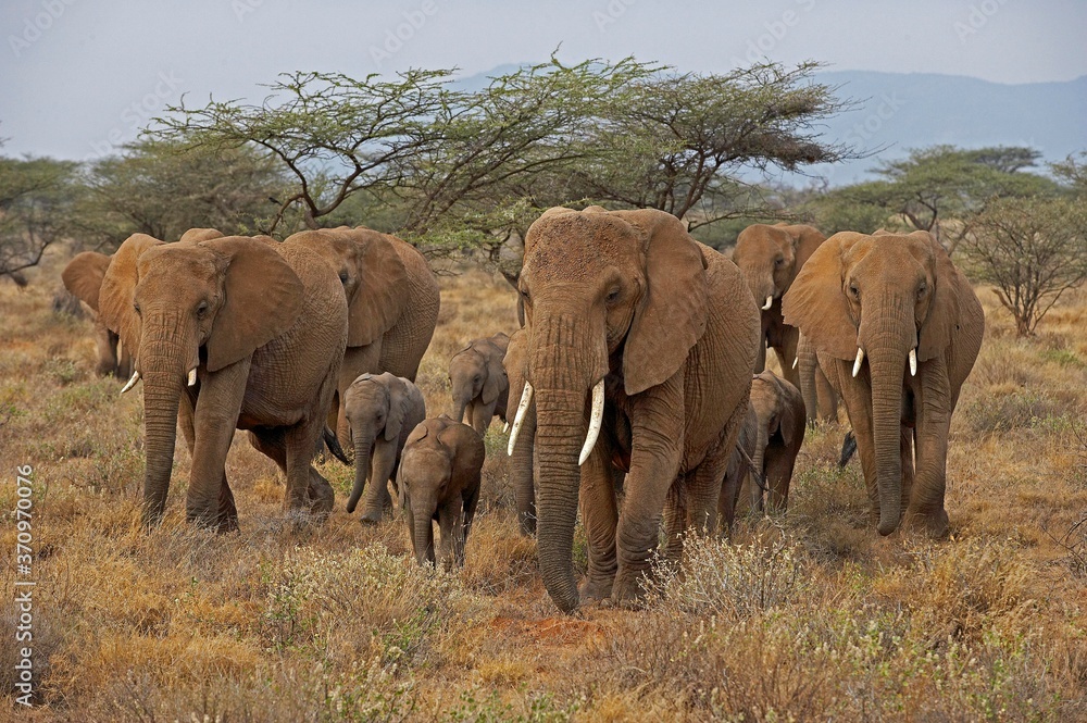 Fototapeta premium African Elephant, loxodonta africana, Group walking through Savanna, Masai Mara Park in Kenya