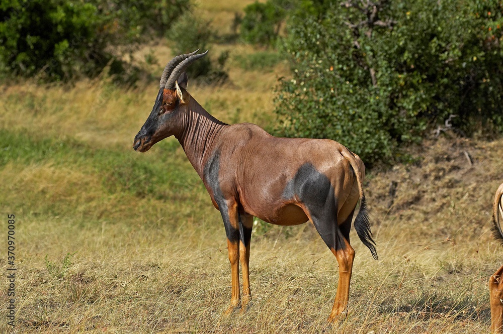 TOPI damaliscus korrigum, Adult, Masai Mara Park in Kenya TOPI damaliscus korrigum, Adult, Masai Mara Park in Kenya