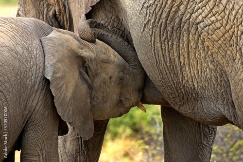 African Elephant, loxodonta africana, Young Suckling, Masai Mara Park in Kenya © slowmotiongli